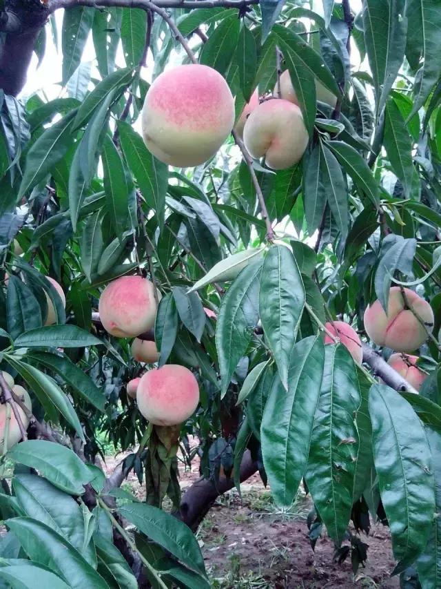 山东特产不为人知的特产,山东干货特产有哪些