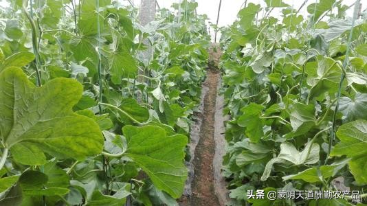 羊角蜜可以和甜瓜一起种植吗,羊角蜜甜瓜种植技术及适宜温度
