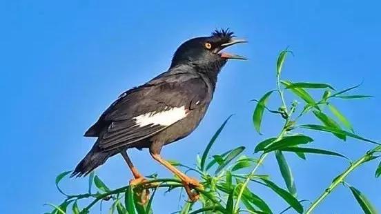 八哥长途运输过来要注意什么,八哥的喂养方法和注意事项