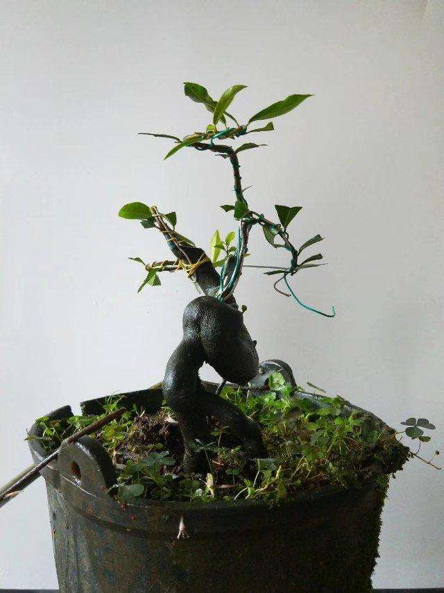 金弹子开花授粉时间,金弹子开花初期如何养护和管理