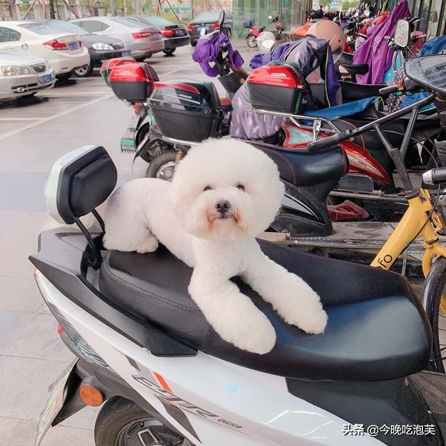 狗狗真的有紧急避孕药吗？