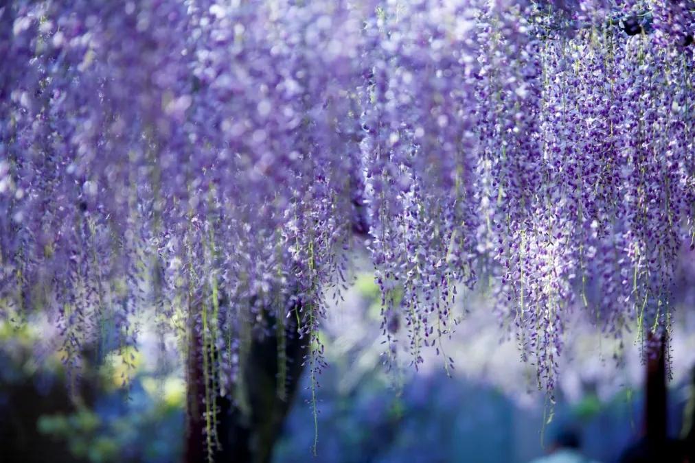 网红古树紫藤花,网红紫藤花