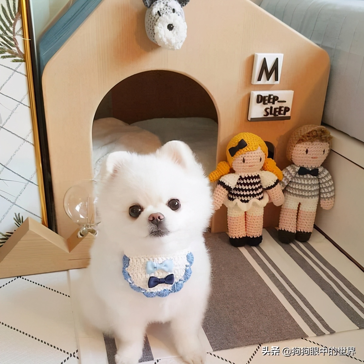 流浪狗治愈抑郁症,没想到自己竟然得了重度抑郁症