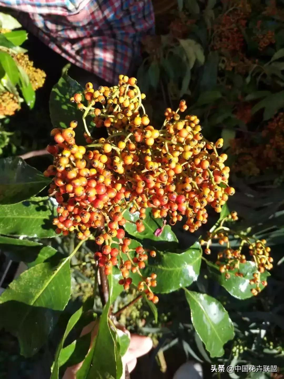 春天花市有哪些花材,便宜又大把的花材有哪些