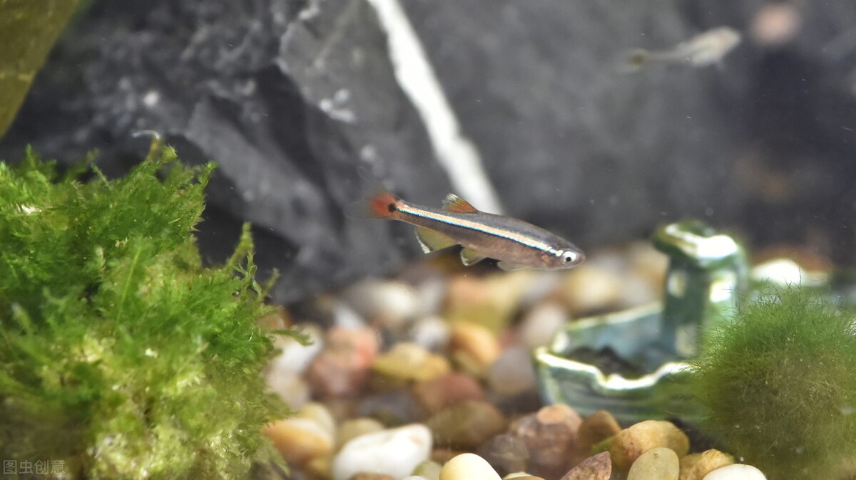 养白云金丝鱼需要过滤吗,养白云金丝鱼的缺点和优点