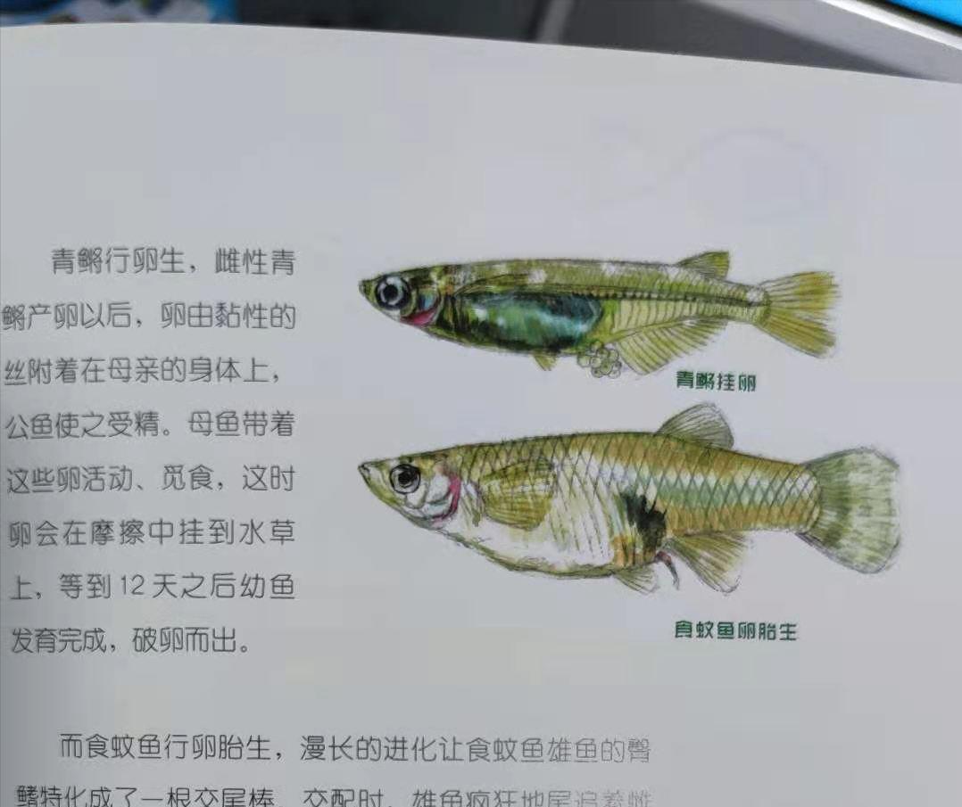 日食孑孓2000只，却被拉入“黑名单”，要蚊子还是要鱼？