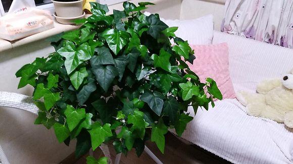 室内养什么植物对净化空气有效,什么植物净化空气最好室内好养