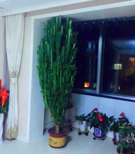 这3种植物别再花钱买了,这三种花别花钱买