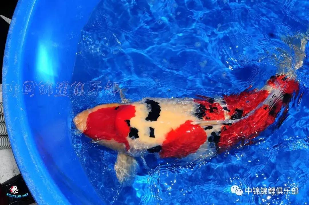 养巨鲤的正确方法图解,养鲤技术教程大全