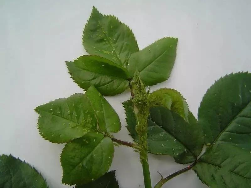 月季杀虫最有效液,什么植物可以帮月季杀虫