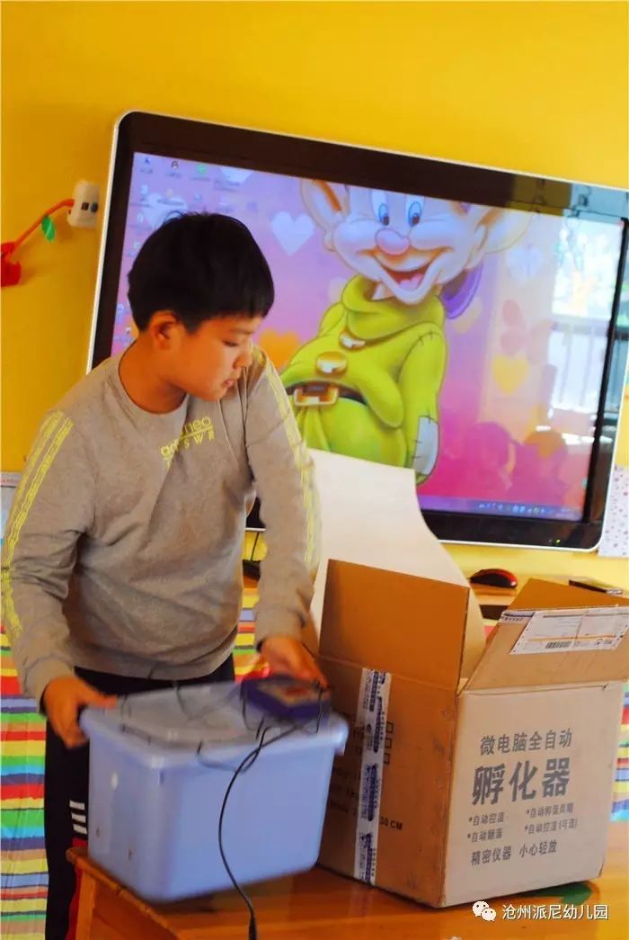 生命教育孵蛋,生命教育课程孵小鸡