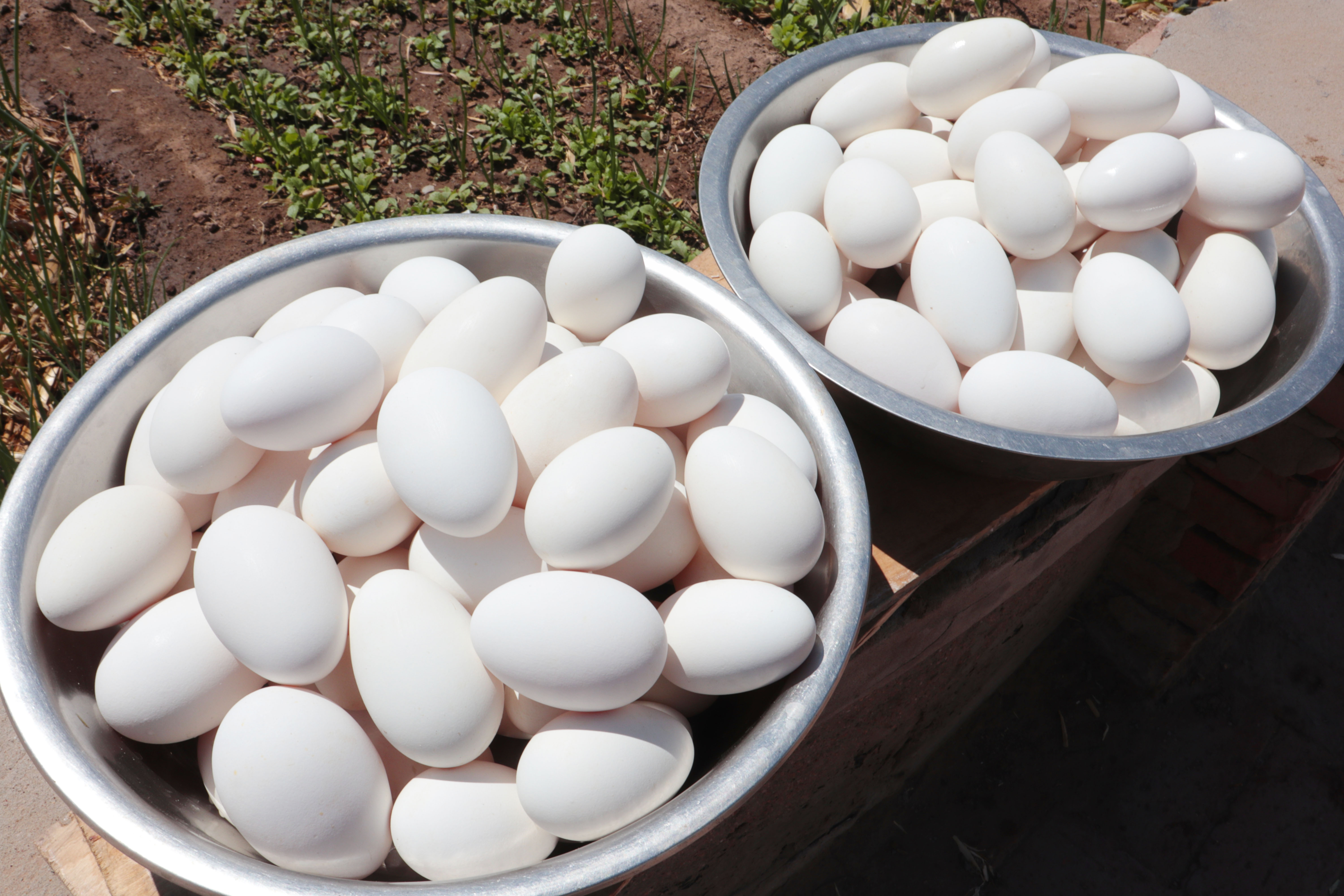 老鹅蛋鸭蛋怎么腌,腌制老鹅蛋的做法