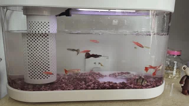 鱼缸养鱼教程图解大全,鱼缸养鱼教程入门图片