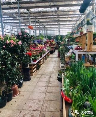 过年必逛花卉市场,北京值得去的花卉市场