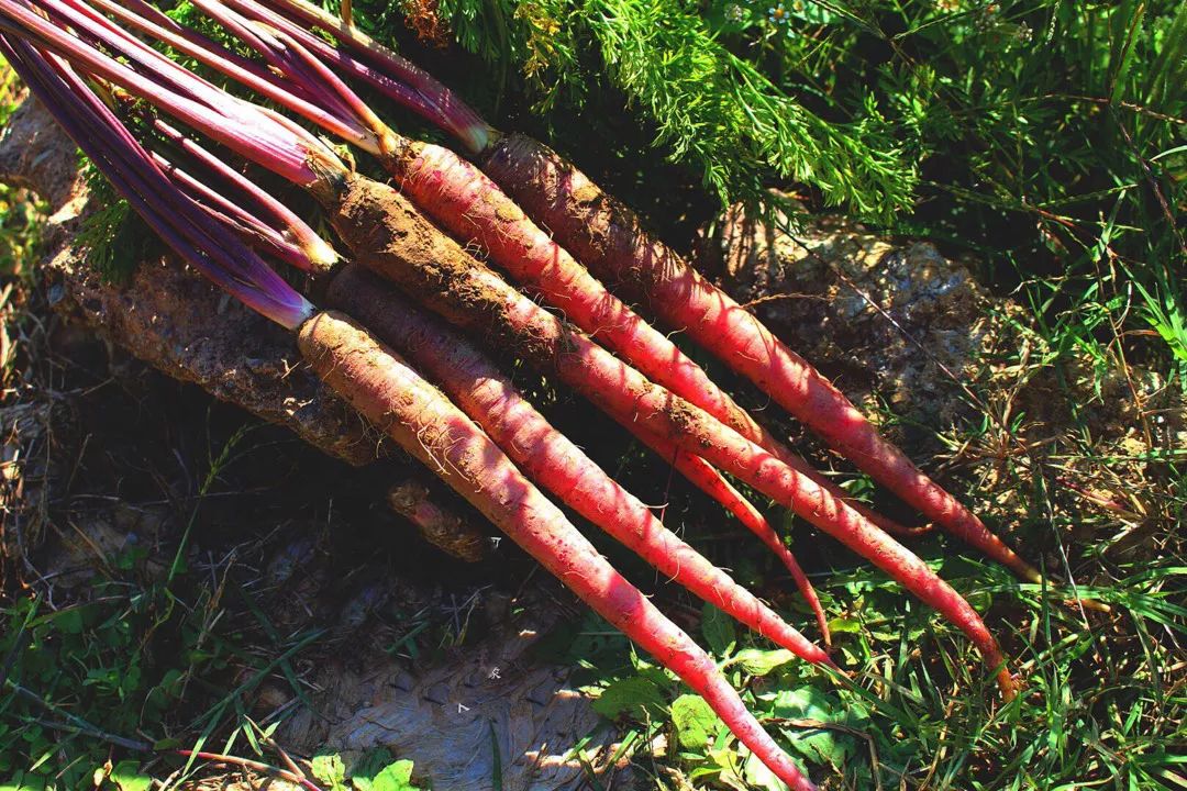花青素甜脆萝卜,维c含量高的野果