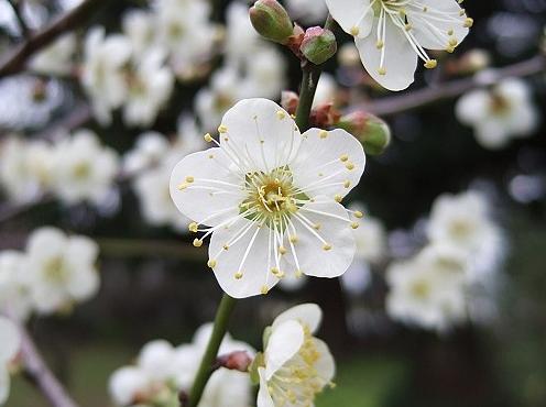 没有蔷薇科，哪里会有春天？