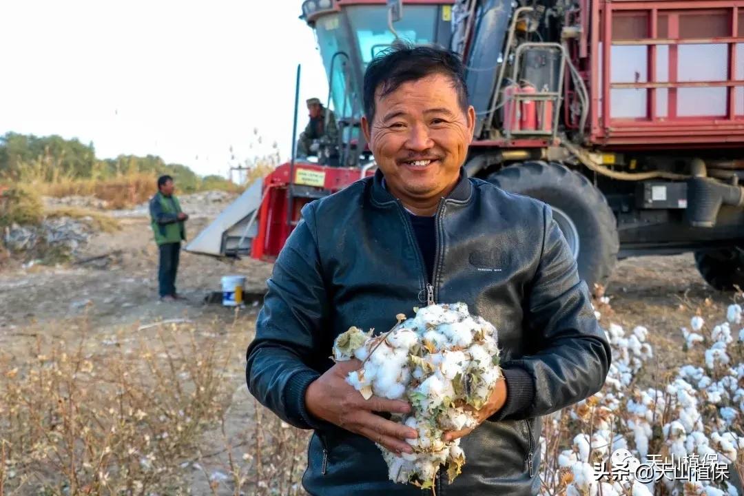 当前棉价走势分析,棉价全疆狂跌还有6元棉价吗