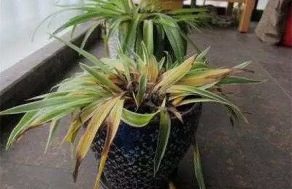 榕树冬天黄叶是什么原因,花卉黄叶原因判断