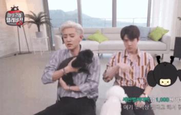 朴灿烈的多芬,多芬vivi吴世勋朴灿烈