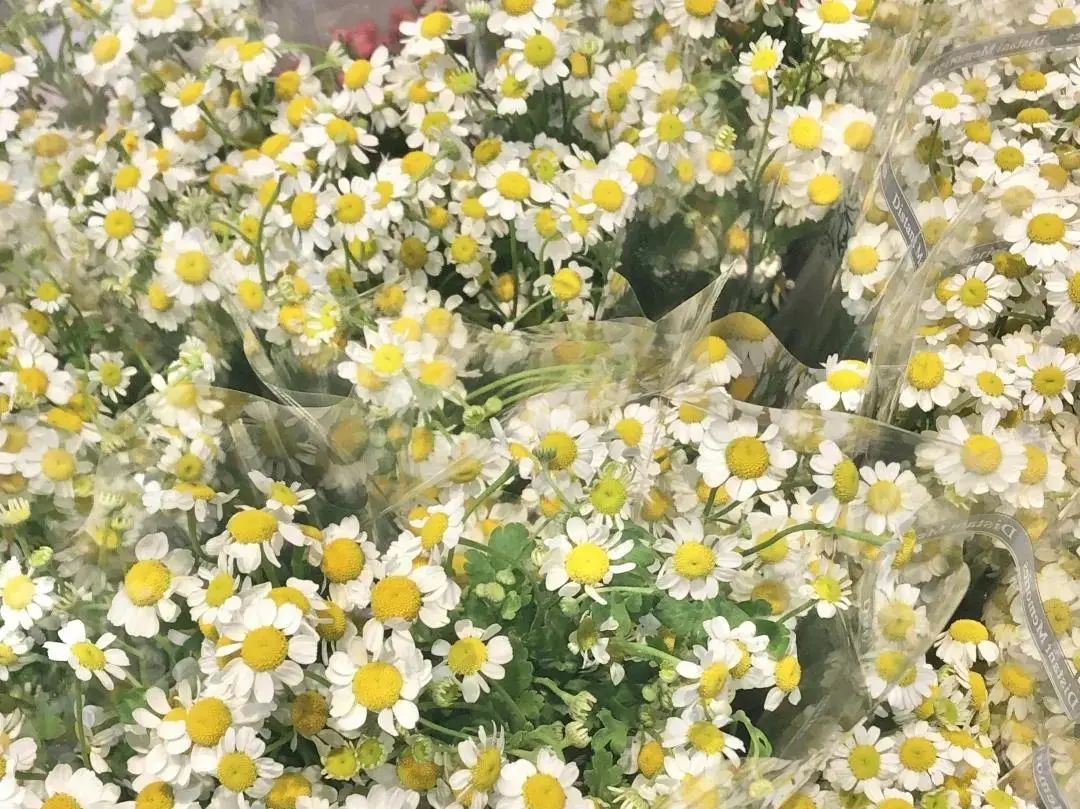 厦门藏匿着的美好,厦门是一座非常迷人的城市