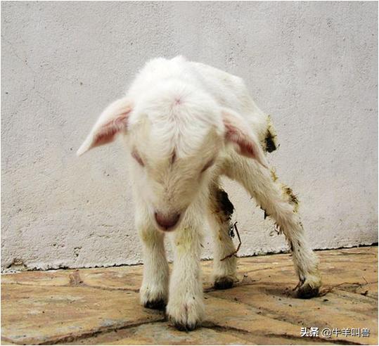 「收藏」导致羊发烧的几种常见病——常见传染病