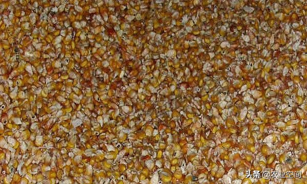 玉米发霉了能干啥,防止玉米发霉的方法有哪些