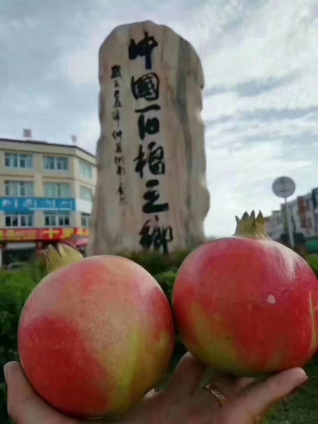 哪里有软籽石榴苗出售,无籽石榴苗去哪里购买