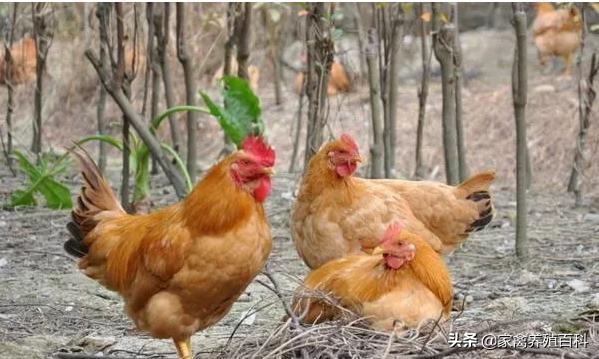 鸡脚软是怎么回事？吃什么才能对症下药？