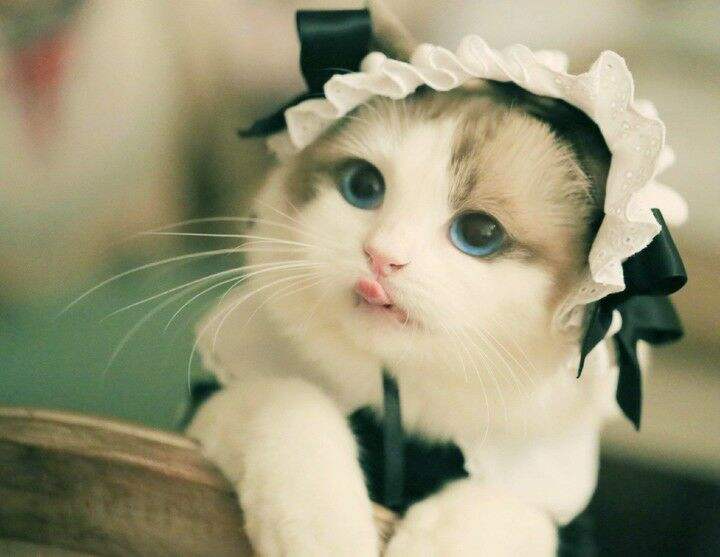 官方辟谣猫和老鼠,猫咪对人的友好表现是什么