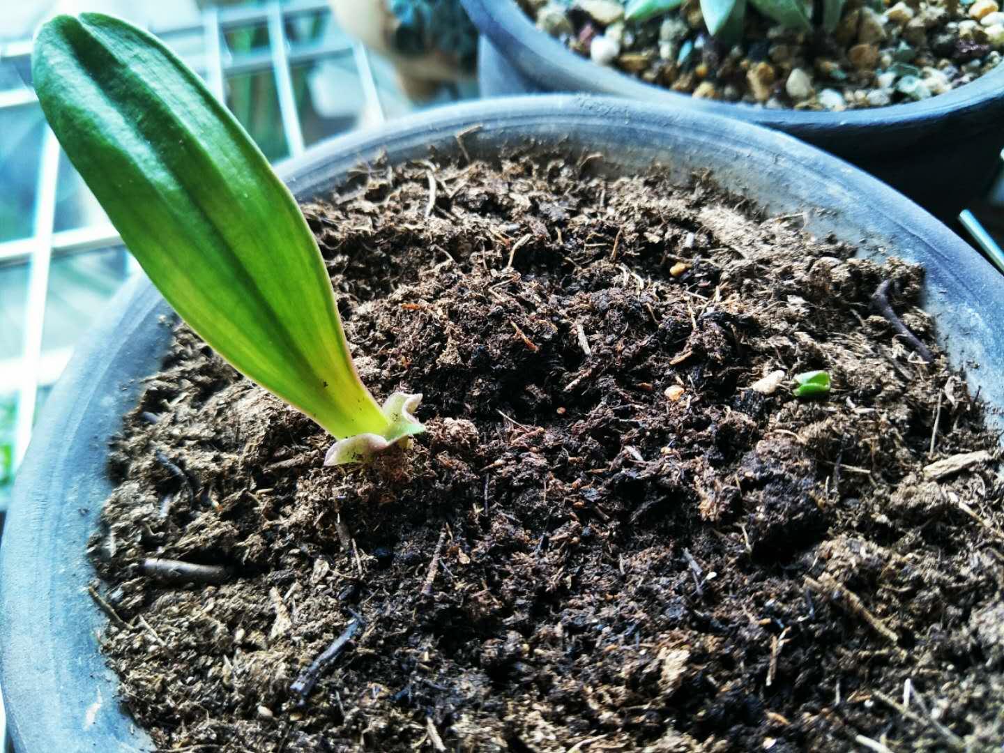 君子兰侧芽繁殖最佳方法,君子兰种子种植芽点朝上朝下