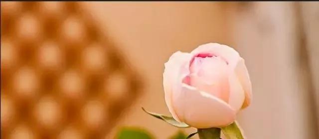 玫瑰花有哪些品种,玫瑰花有哪些品种大全