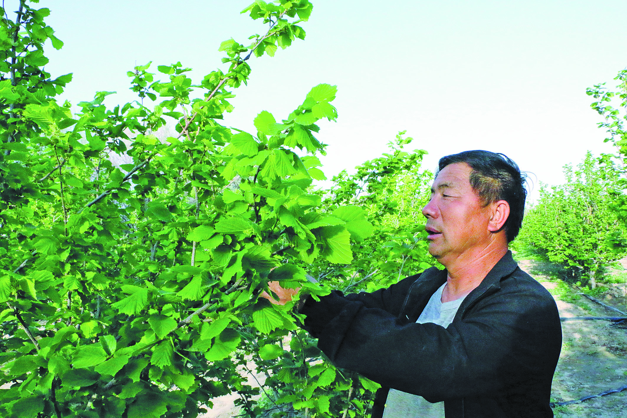 种树致富树,致富树长出黄金果