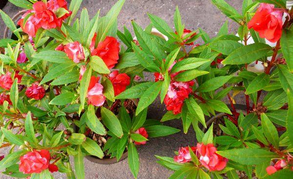 什么植物花能染白头发,纯植物什么花可以染发