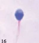 奇怪的知识增加了手指长度,奇怪的知识增加了图片大全