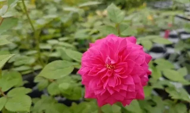 每天学习一点点——100种玫瑰品种科普