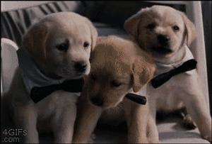 可爱呆萌的小奶狗视频,可爱可奶呆萌的小奶狗