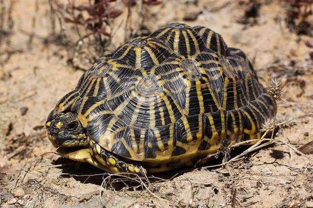 牢底坐穿系列,养一只就会坐牢,快看下你家有没有这些乌龟