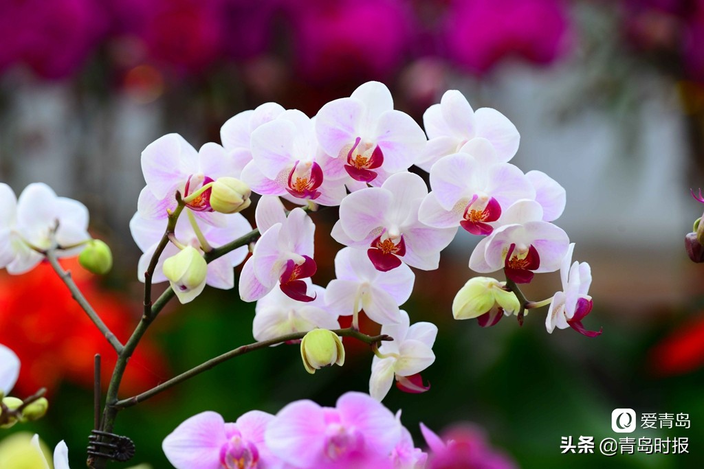 青岛人每年过年必逛！枯桃花卉市场多彩蝴蝶兰贺新春