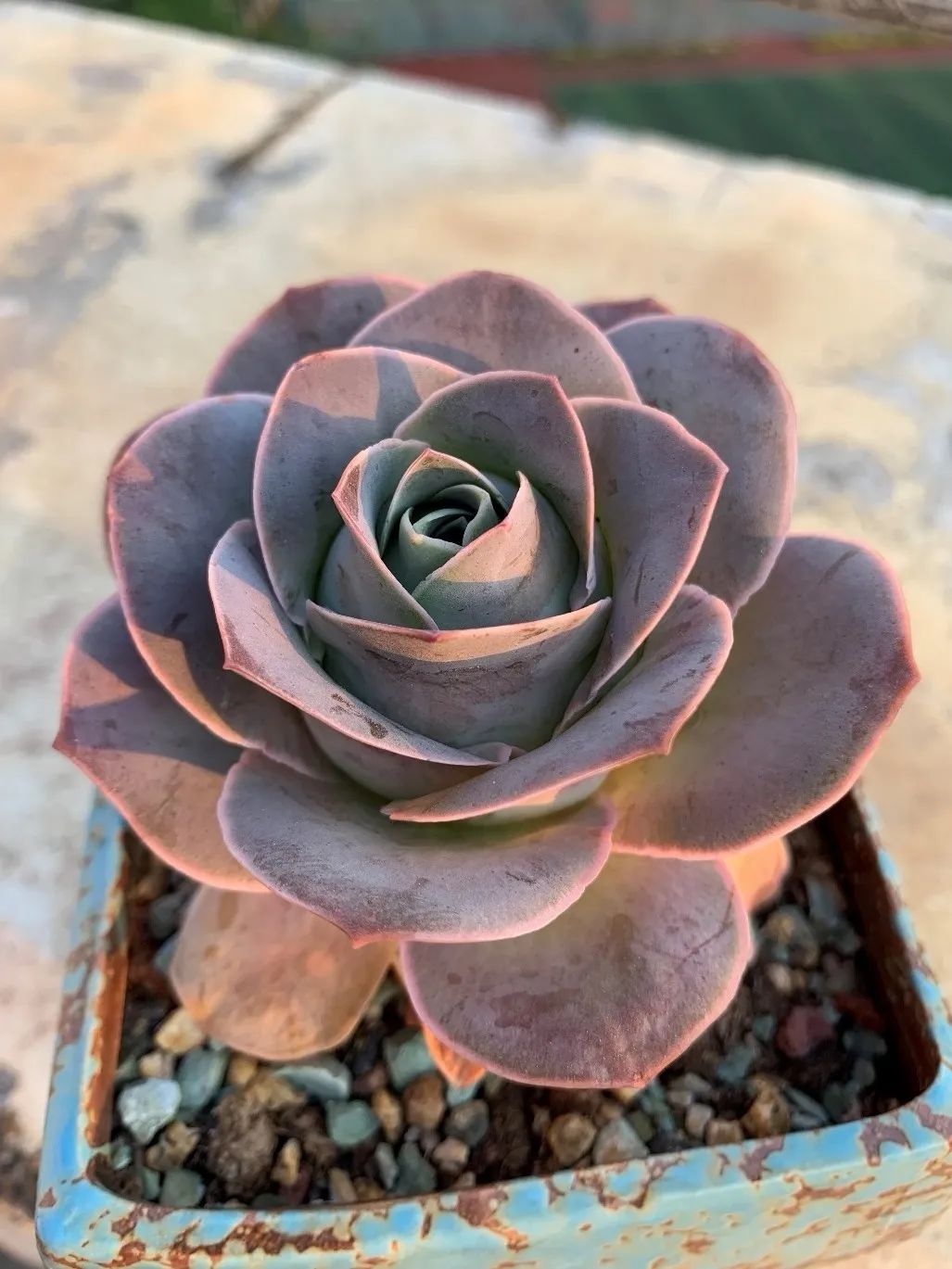 禁足的日子收获颇多,禁足