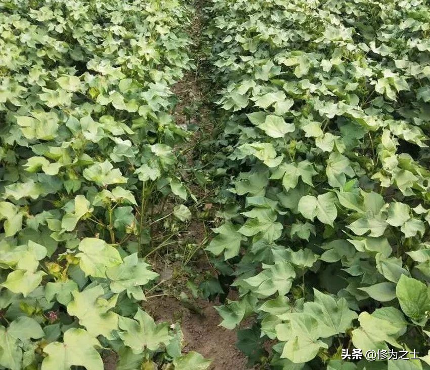 棉花地里种植什么赚钱,种植棉花有哪些经济效益