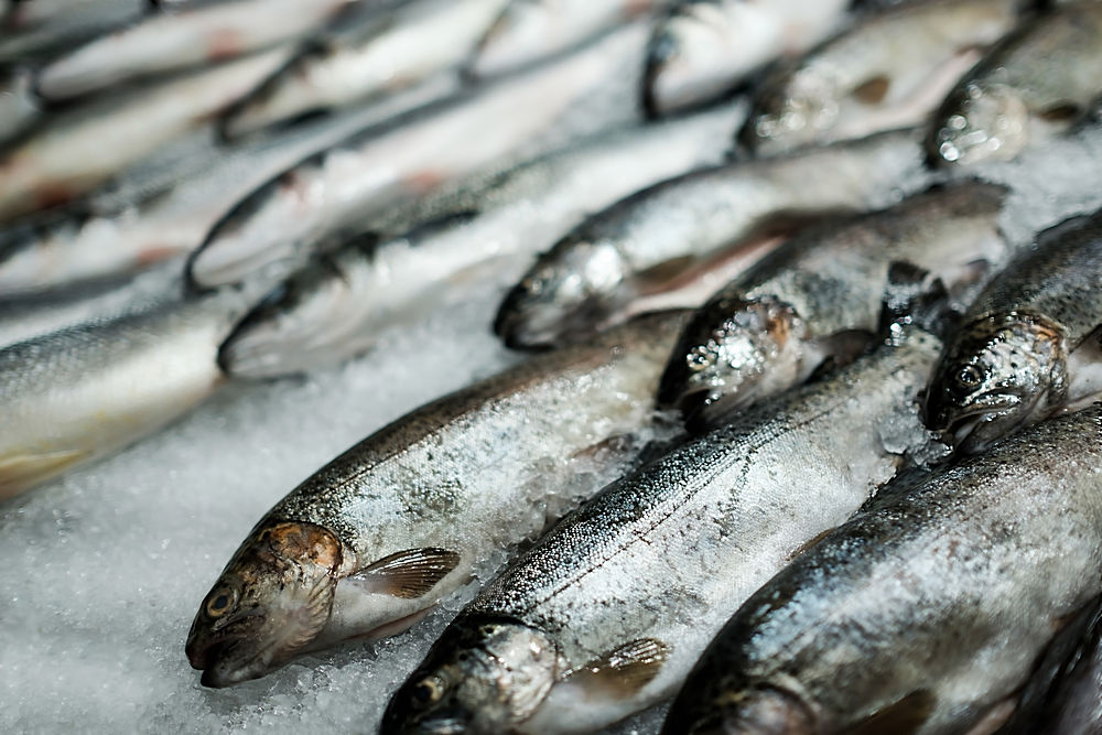 有哪些海鱼比较好吃的,中国人公认最好吃的海鱼