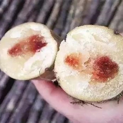 剧毒水果,这个季节最好吃的是什么水果