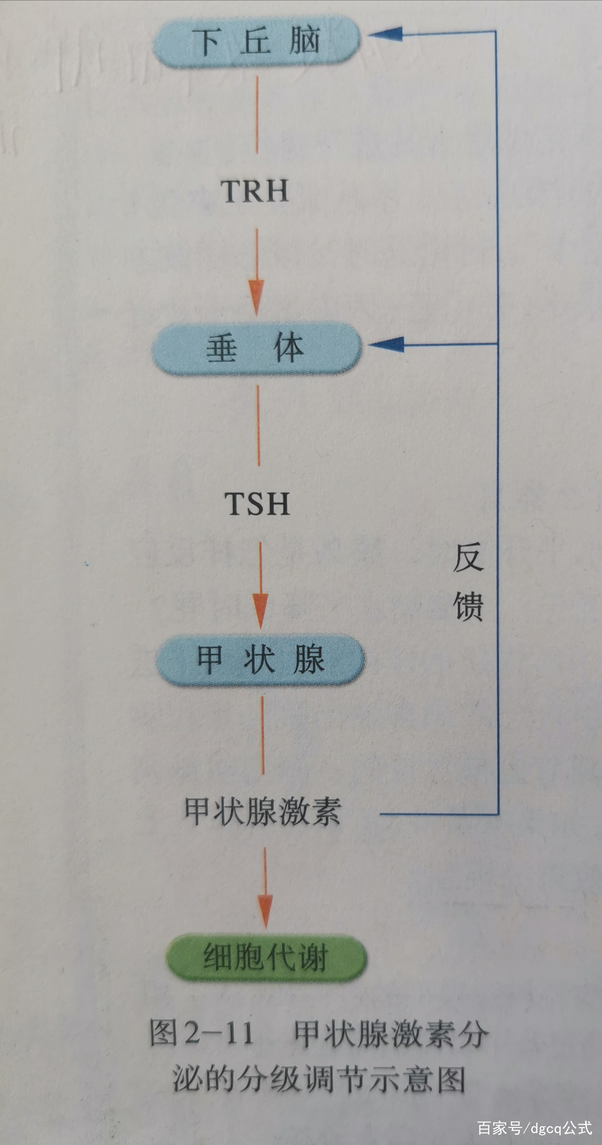 高中生物必修三激素调节知识点,高中生物必修三激素调节笔记