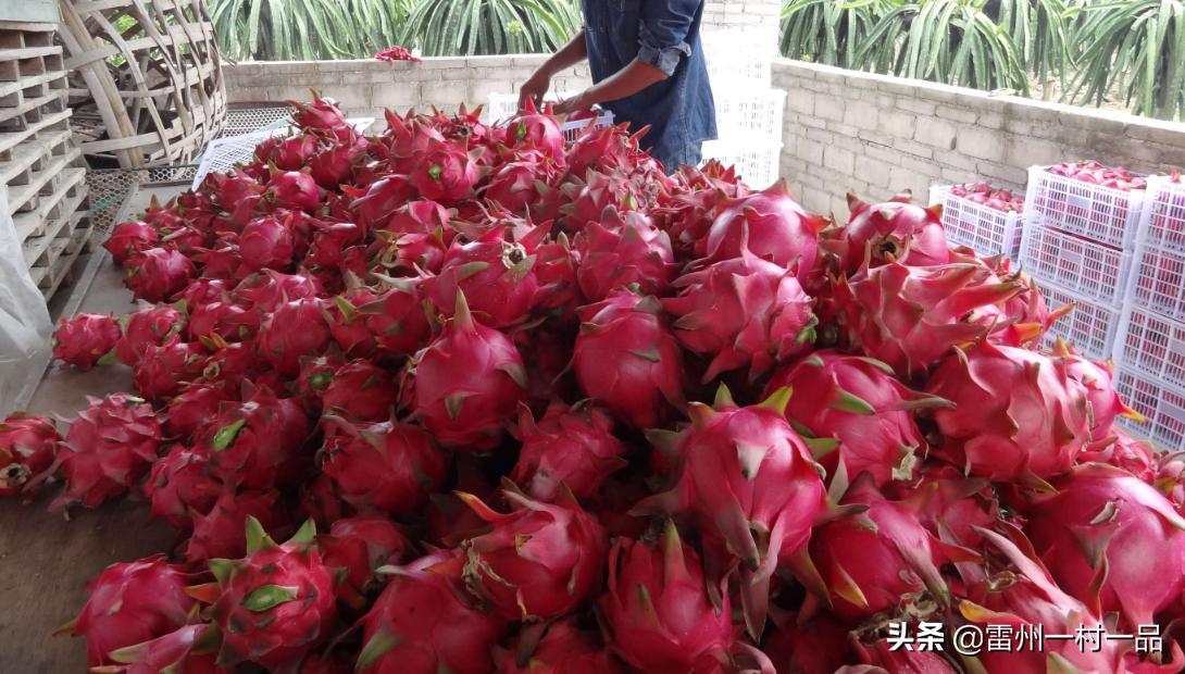 雷州市雷高镇下尾官田仔村,雷州雷高下尾村