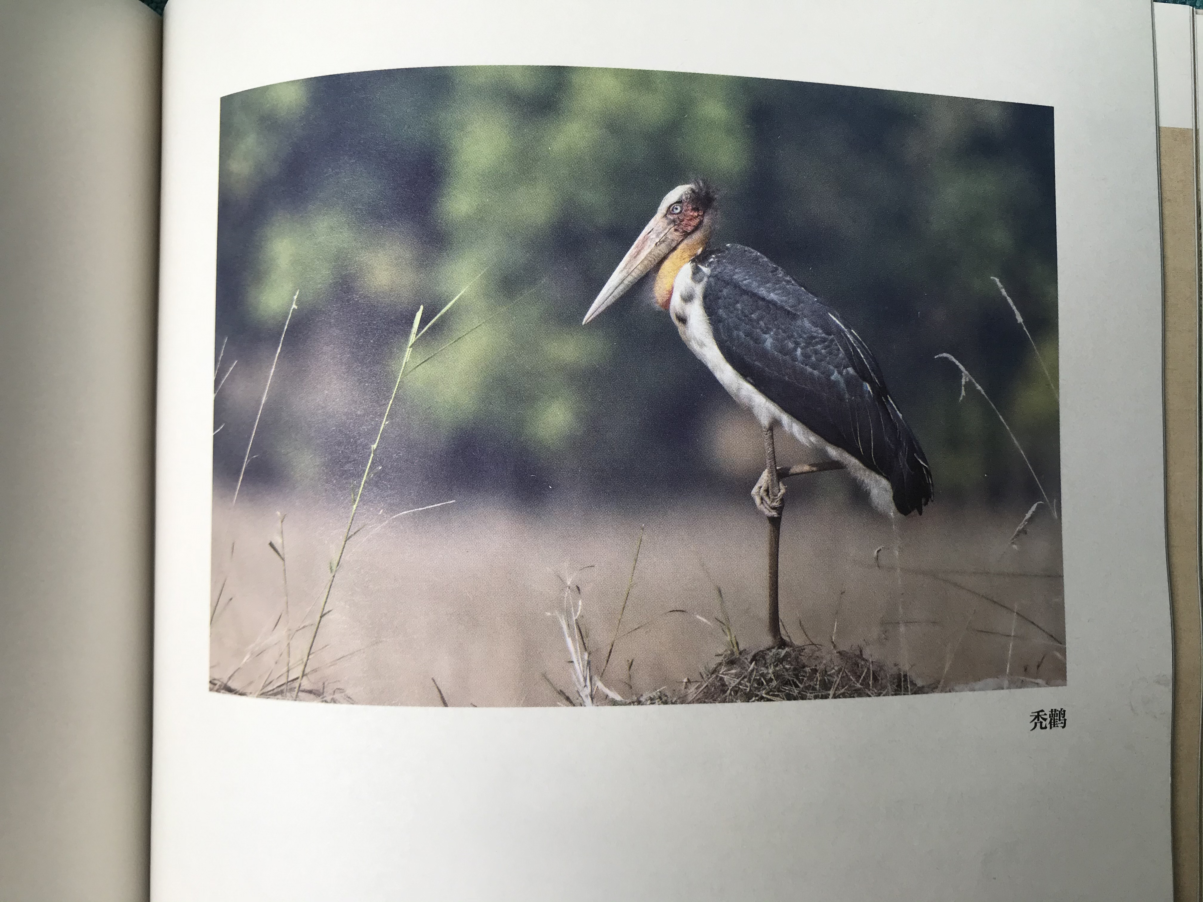 真正让曹操害怕的五位猛将将是谁,让曹操害怕的五大名将