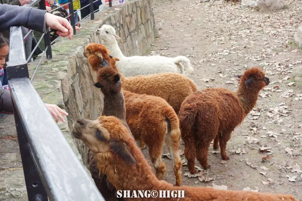 记者探访广州动物园,动物园观察动物