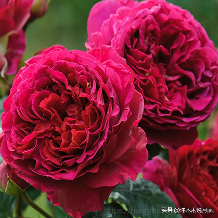 月季为什么不开花和品种有关系吗,买回来的月季不长花骨朵怎么办