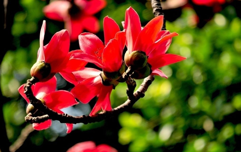 盘点史上最全中国各城市市花,中国各个地方的市花