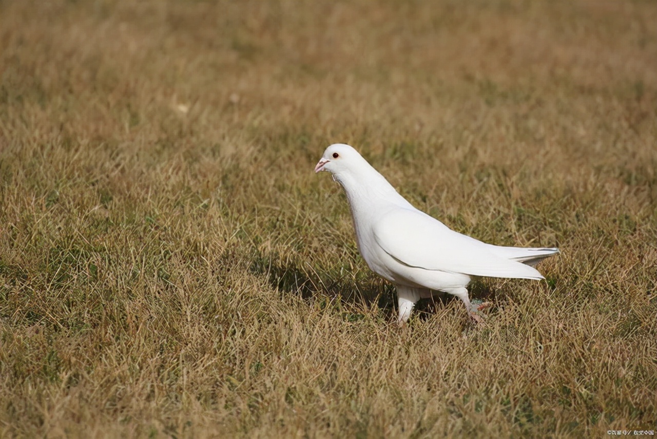 鸽子翅膀受伤下垂怎么能治好,鸽子翅膀受伤的6个基本症状