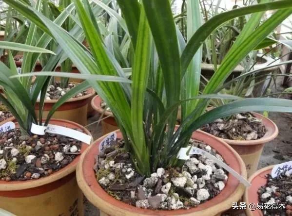 养花煤渣直接掺到土里吗,蜂窝煤渣养花好处多